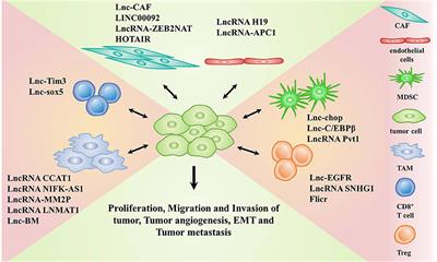 Frontiers Long Non Coding RNAs As Communicators And Mediators Between